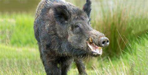 बुढीनन्दामा जंगली बँदेलको आक्रमणबाट एक जनाको मृत्यु