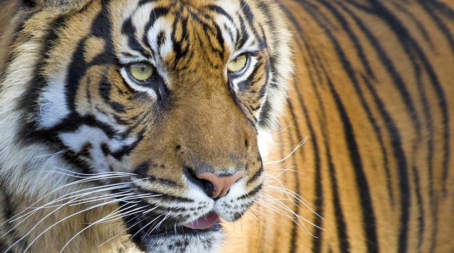 खप्तड छेडेदहमा बाघको आक्रमणबाट एक बालकको मृत्यु