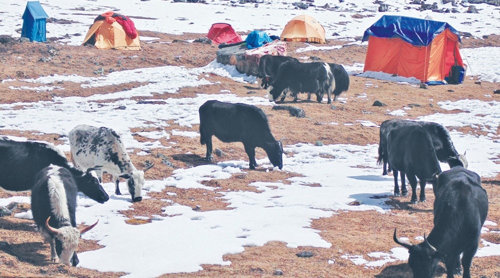 नाका नखुल्दा बिकेनन् चौंरी