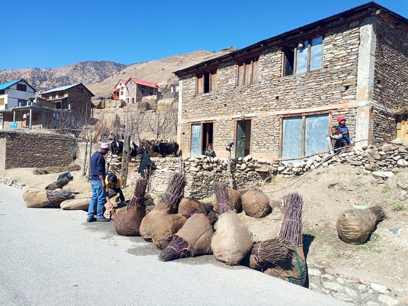 स्याउका बिरुवा निर्यात गर्दै जुम्ला