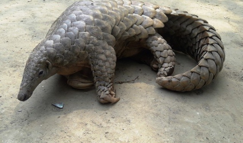 कैलालीमा जीवित सालकसहित एकजना पक्राउ