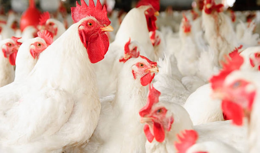 कुखुराको मासुको मूल्य फेरि बढ्यो