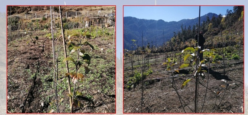 बाजुरामा सफल हुँदै जङ्गली मेलमा नास्पाती फलाउने योजना