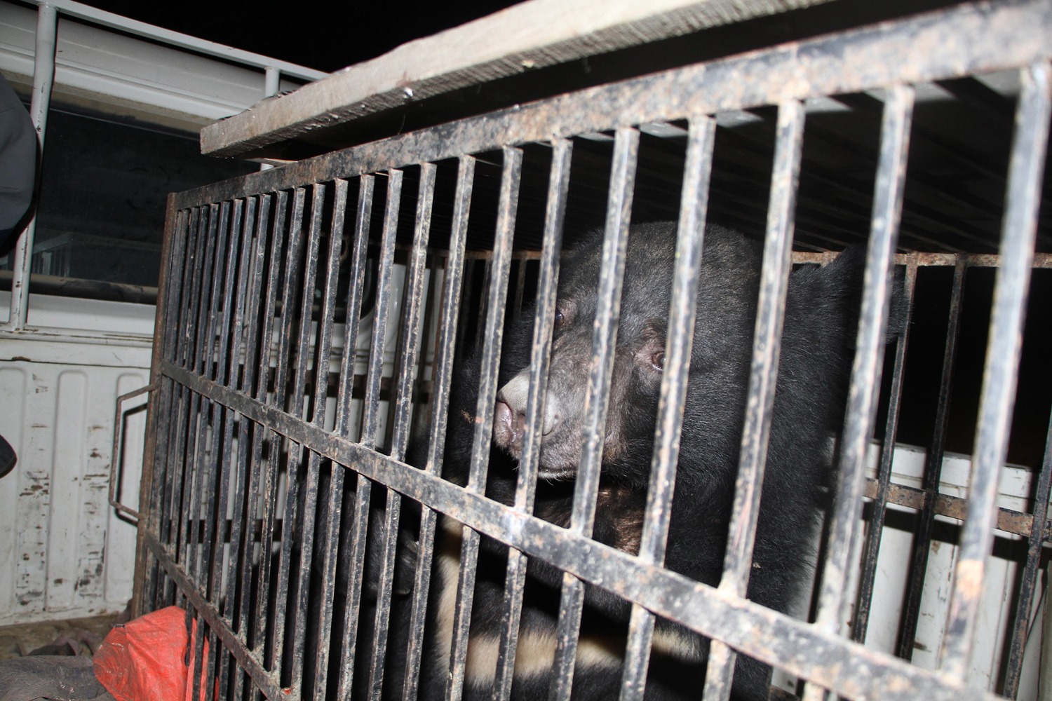 अस्पताल पसेको भालुको पाँच दिनपछि गरियो उद्धार