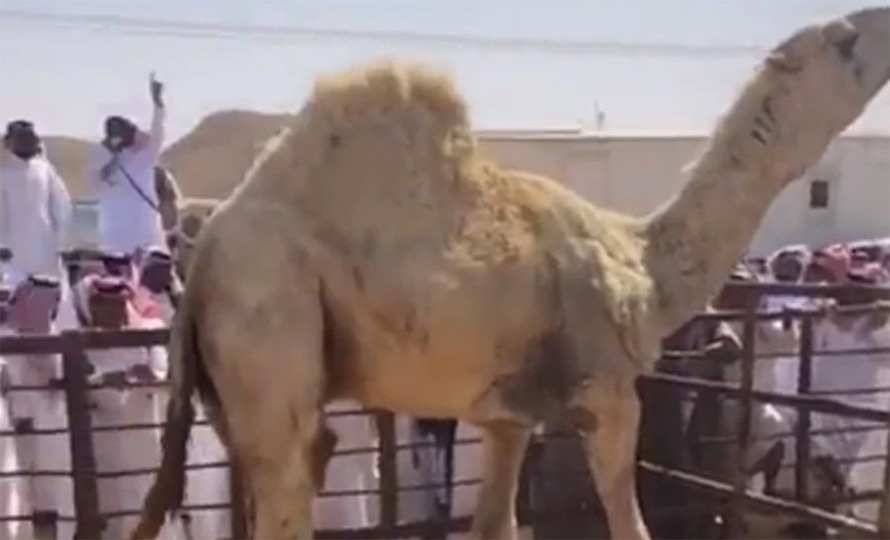 २२ करोड ७६ लाख रुपैयाँमा बिक्यो संसारकै महंगो ऊँट !