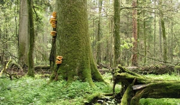 लिथआनिया र बेलारुसको जंगलमा ११ नेपाली अलपत्र