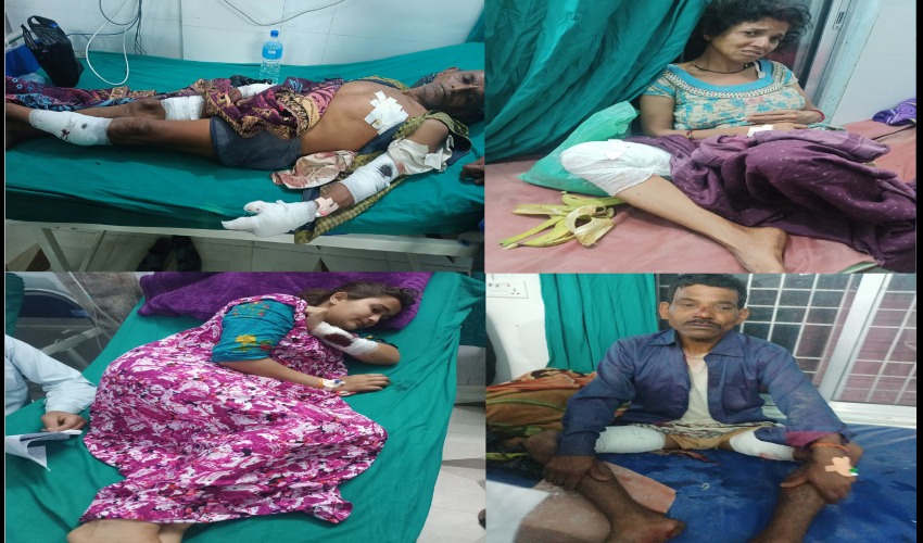 जंगली बँदेलको आक्रमणबाट ७ जना घाइते