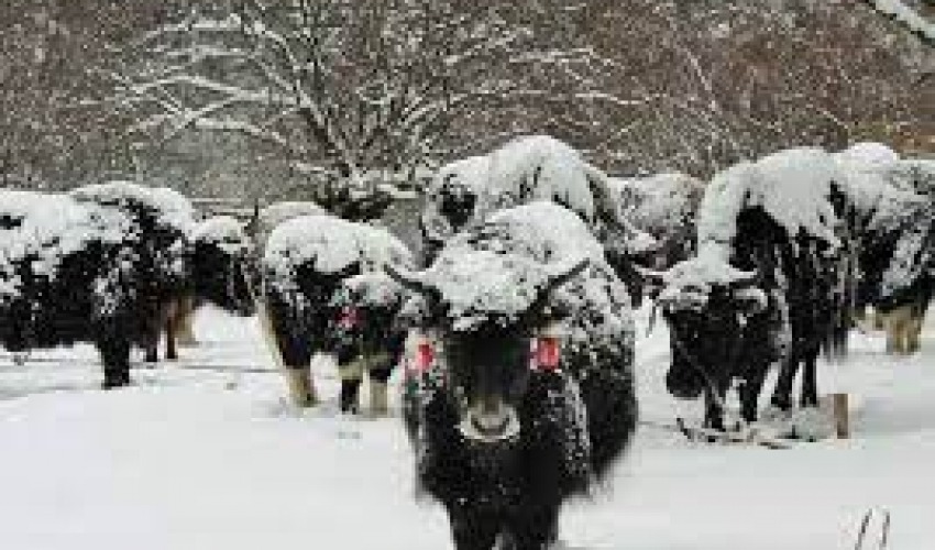 हिमपहिरोमा परेर मरे १५ चौरी