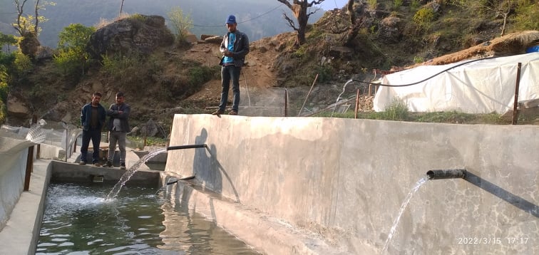 कालिकोटबाट बाजुरा ल्याईएका माछा बाटोमै मरेपछि..