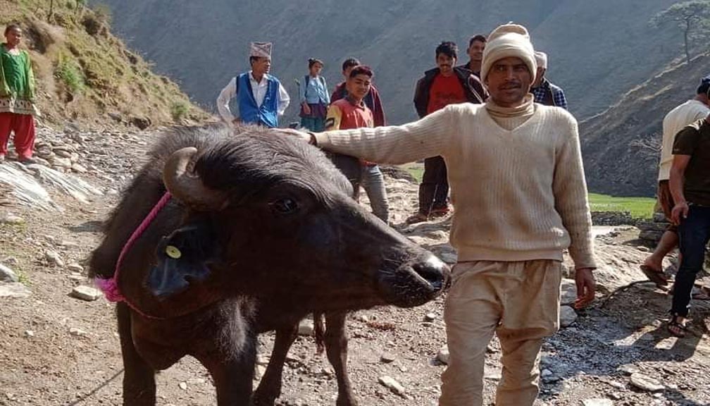 बाजुराका भैंसी पालक किशानलाइ उन्नत जातको रांगा बितरण