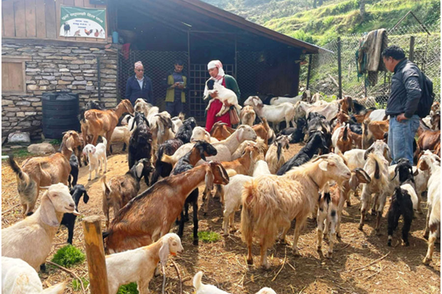 बाँझो जग्गा सदुपयोग गरी बाख्रापालन