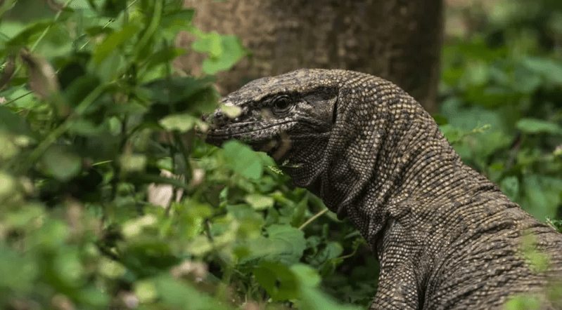 गोहोरोमाथि बलात्कार, मोबाइल भिडियोबाट कसरी सार्वजनिक भयो घटना ?