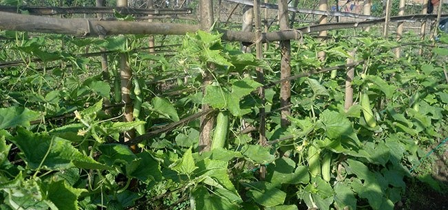 जुम्लाका ७७ क्षेत्रमा कृषि गणना गरिँदै