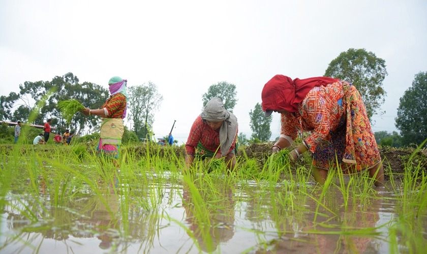 जुम्लाका उच्च स्थानमा धान रोपाइँ सुरु