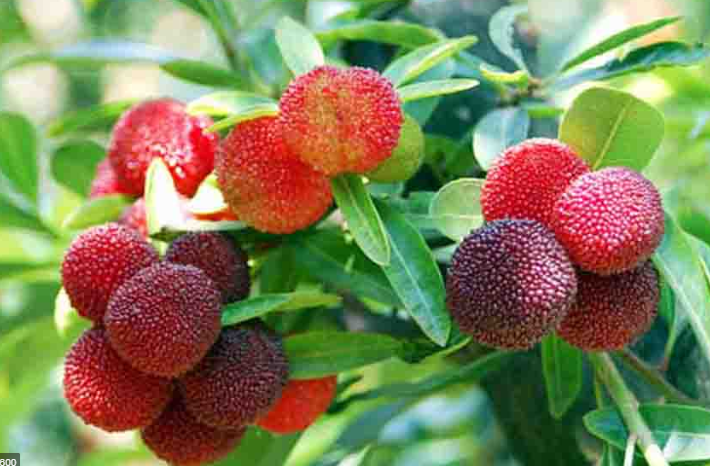 डोटीका बालबालिकाको आम्दानीको माध्यम बन्दै काफल