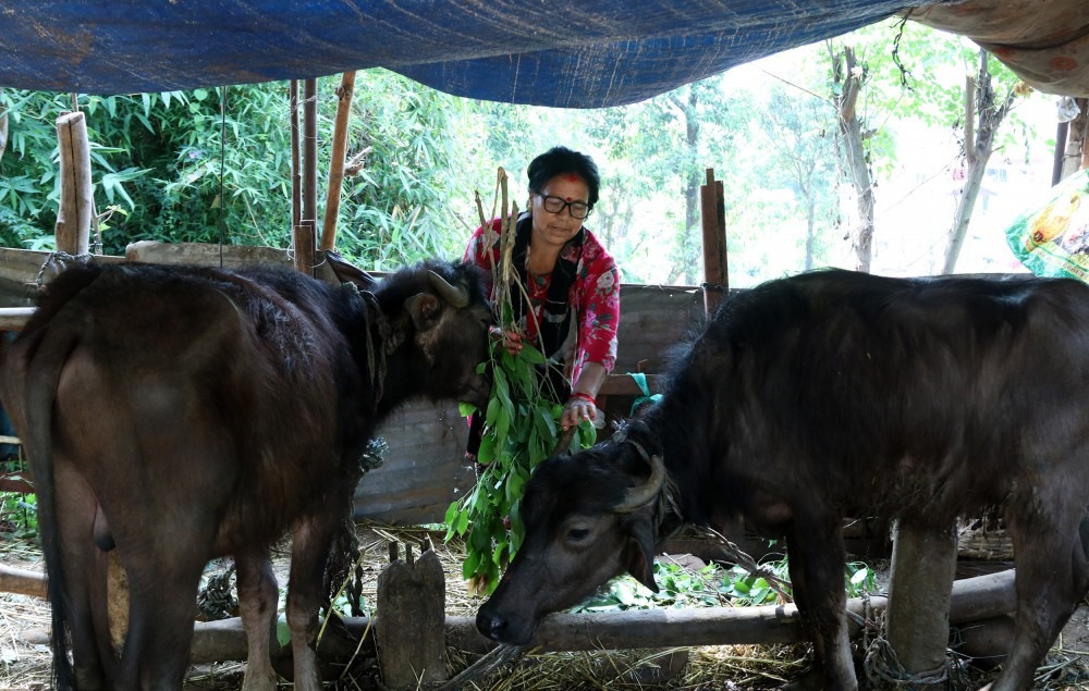 दलितको घरको मदिरा बिक्छ, दूध किन बिक्दैन, उम्मेदवारज्यू ?