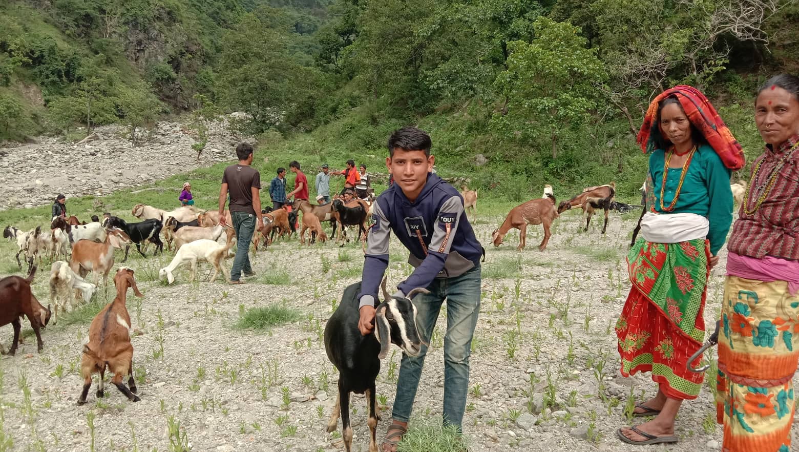बडीमालिका ५ मनाका कृषकलाइ बाख्रा वितरण
