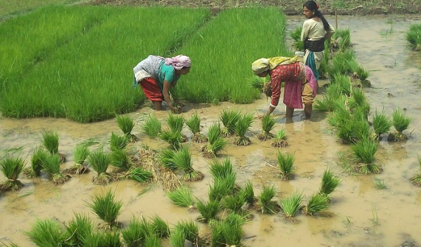 झरी पर्न थालेपछि कैलालीका किसानहरू खुसी