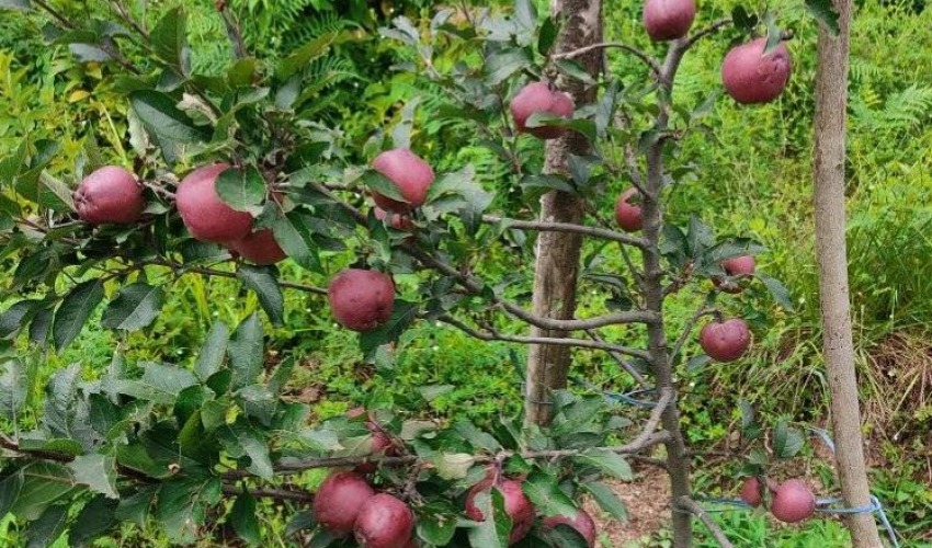 बाजुरामा रोपेको दुई वर्षमै स्याउ फलेपछि…