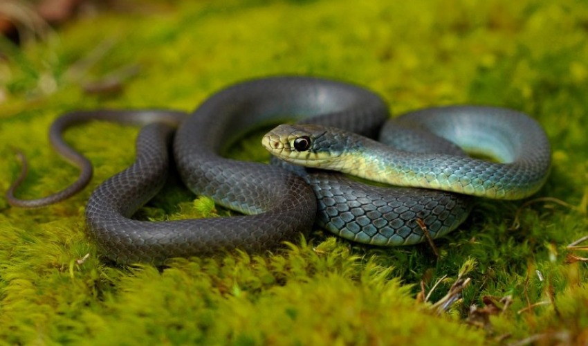 अछाममा सर्पले टोक्दा गर्भवतीको मृत्यु