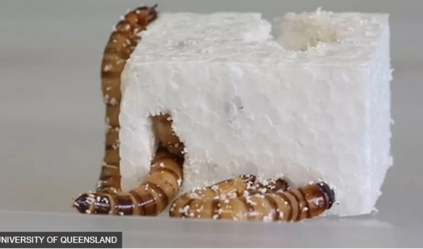 पत्ता लाग्यो प्लास्टिक खाने कीरा