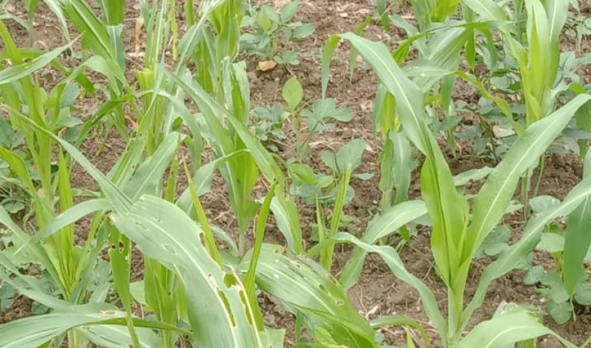 बैतडीमा मकैमा अमेरिकी किराको प्रकोप, किसान हैरान