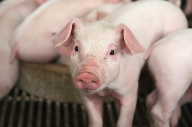 मेचीनगरमा अज्ञात रोगले बङ्गुर मर्न थाले