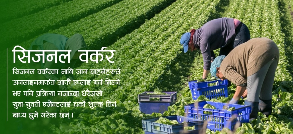 ‘मौसमी रोजगारी’ का लागि चर्को शुल्क तिरेर विदेशिदै नेपाली