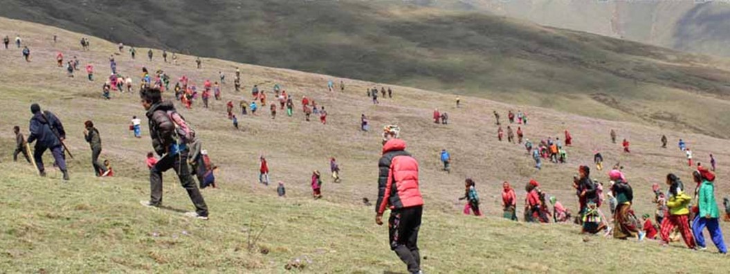 जुम्लाको पाटन क्षेत्रमा यार्सा सङ्कलन गर्नको भीड