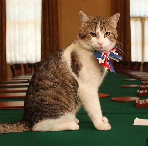 राष्ट्रिय राजनीतिमा तानियो बेलायती बिरालो