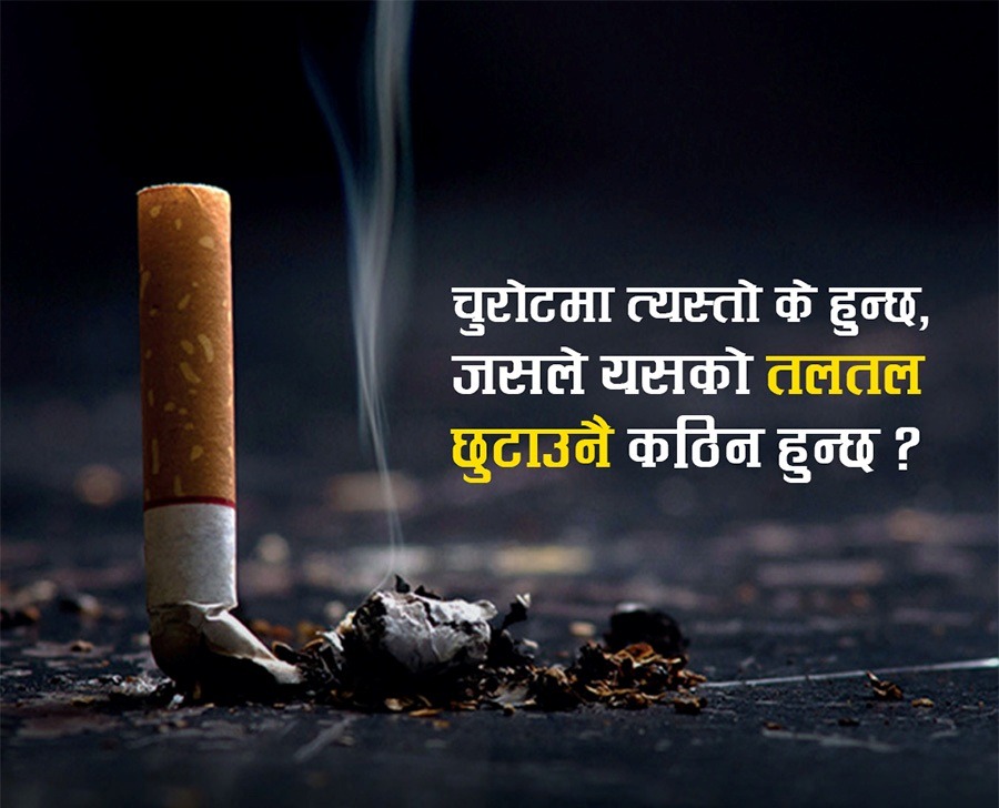 चुरोट छाड्न किन हुन्छ मुस्किल ?