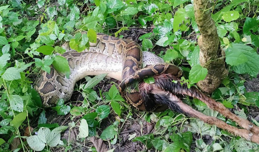 १२ किलोको बोका निलिरहेको अजिंगर फेला