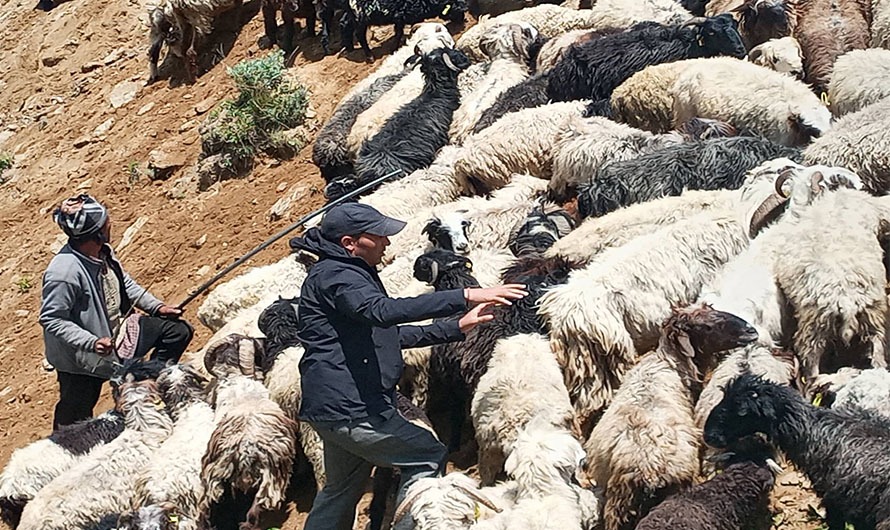 जुम्लाका एक सय ४३ भेडा किसानले पाए गोठालो भत्ता