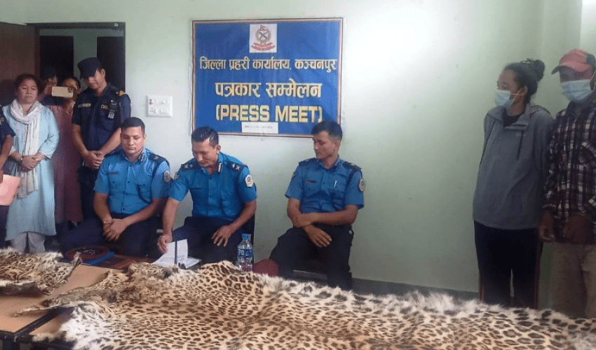 कञ्चनपुरमा चितुवाको छालासहित २ जना पक्राउ