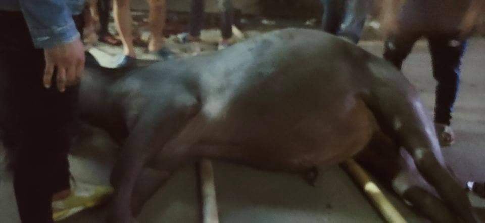 चन्द्रागिरिमा आतंक मच्चाएपछि गोली हानेर मारियो राँगालाई