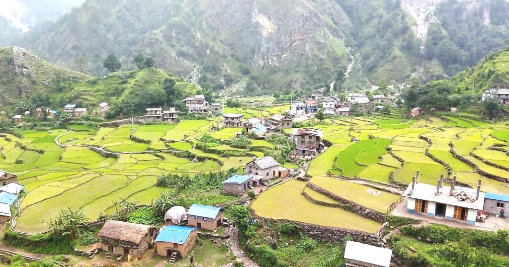 बाजुरामा ९५ प्रतिशत धान रोपाई सकियो