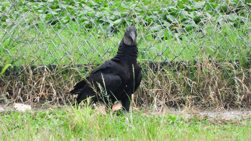 नेपालमा भेटियो अमेरिकी कालो गिद्ध