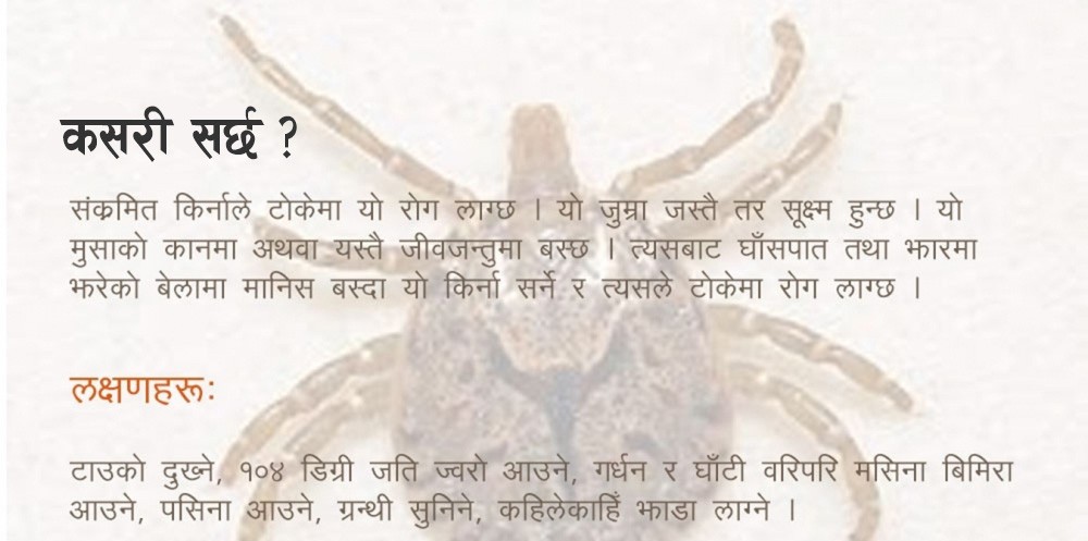 दार्चुलामा स्क्रबटाइफसका बिरामी बढे