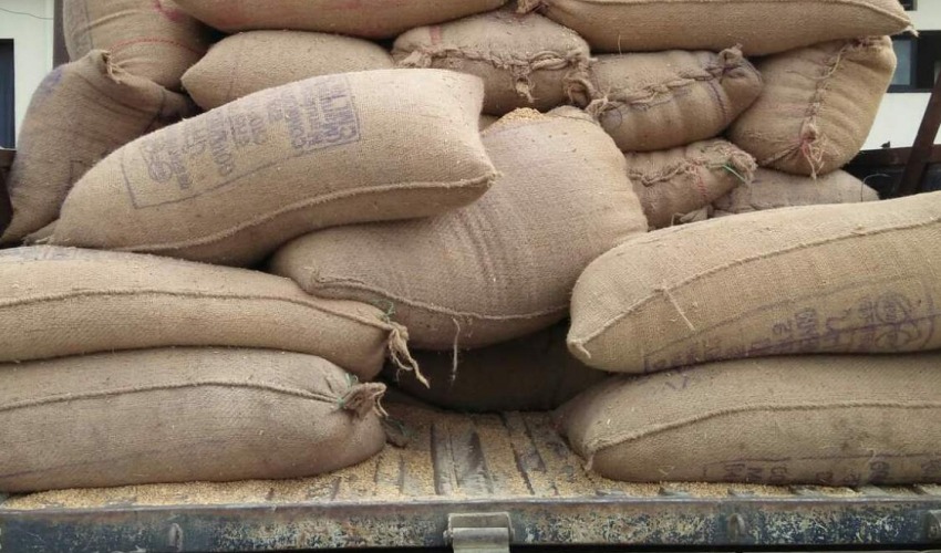 जब किसानका लागि आएको गहुँ कर्मचारीले नै चोरे…