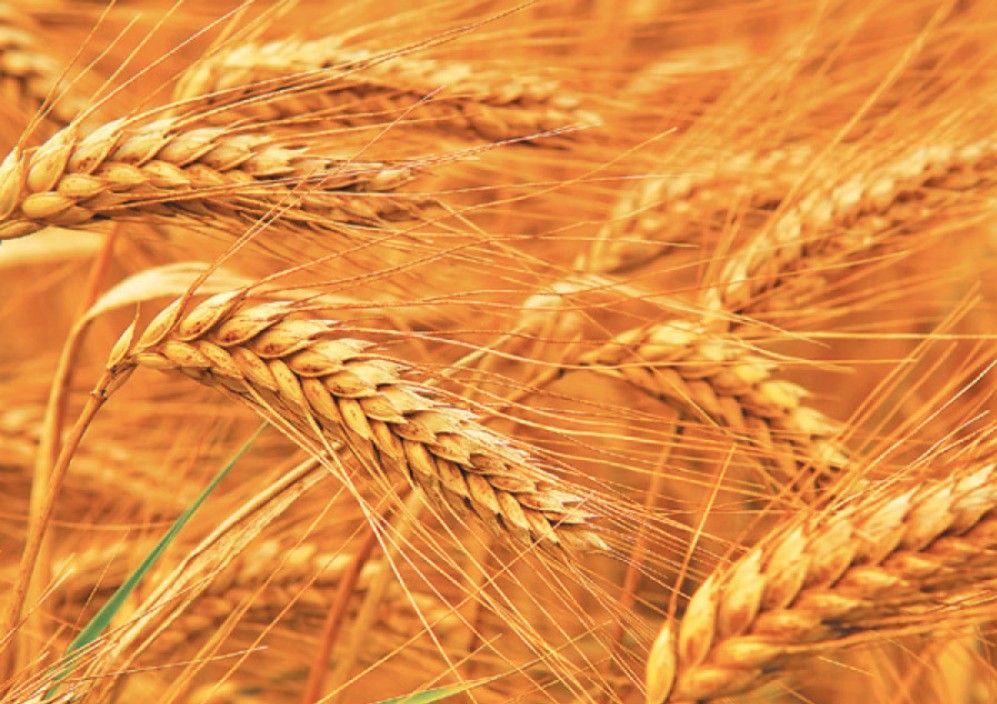 भारतले गहुँ निकासी गर्ने मुलुकको सूचीबाट नेपाल बाहिरियो