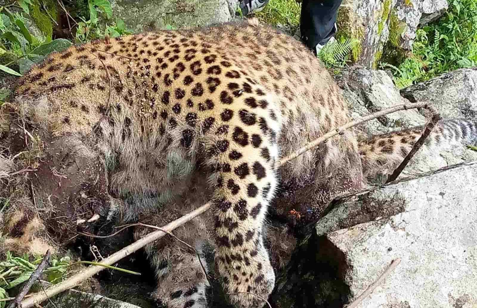 खप्तड छेडेदहमा पाटेबाघ मृत अवस्थमा फेला