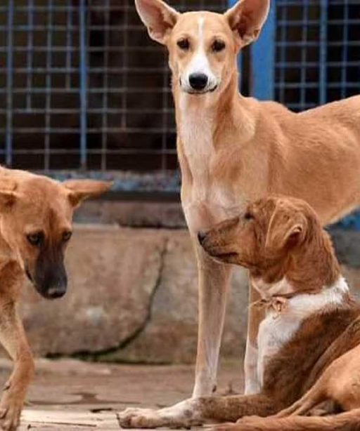 यस्तो गाउँ, जहाँ मानिस होइन कुकुर करोडपति छन्