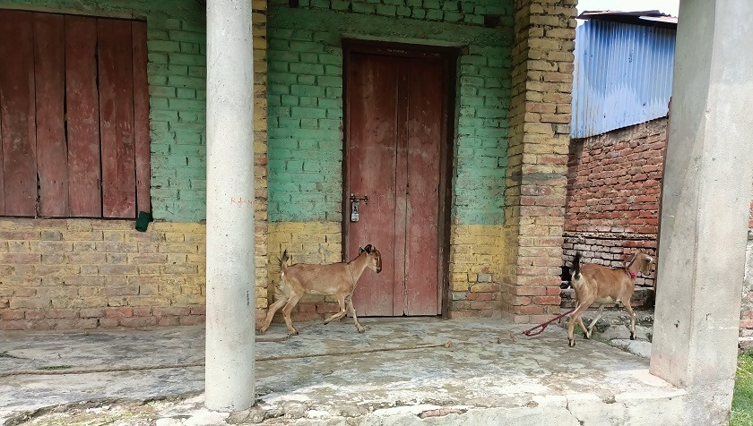 विद्यार्थी शून्य भएपछि विद्यालय बाख्राको खोरमा परिणत