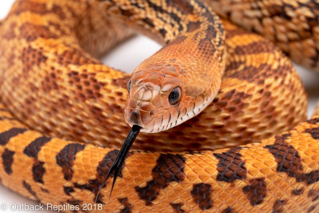 कञ्चनपुरमा सर्पको टोकाइबाट छोरीको मृत्यु, आमा गम्भीर