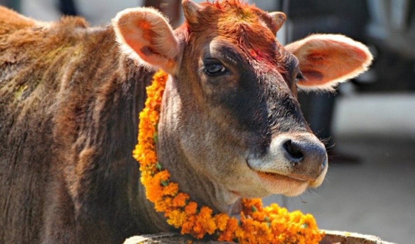 गाईको पूजाआजा गरी गाई तिहार मनाइँदै