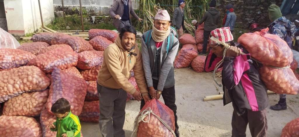 बडीमालिका ८ र ९ का कृषकलाई आलुको विउ वितरण