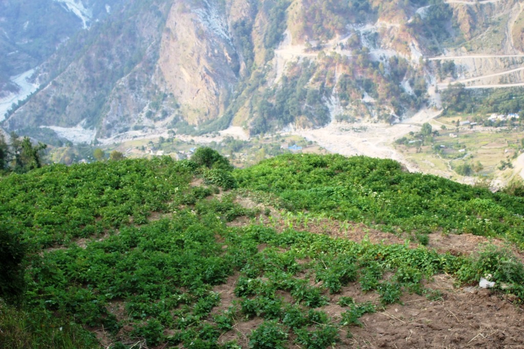 मार्तडीको डुंग्री-खलाडिललाई आलुको पकेट क्षेत्रका रुपमा विस्तार गरिदै