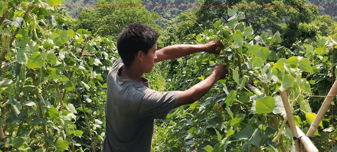 बारीले नै दिन्छ विदेशको कमाइ
