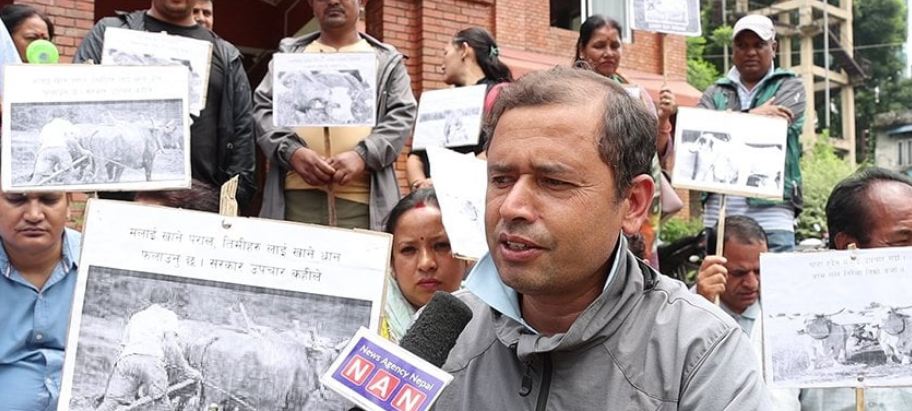 लम्पी स्किन रोग नियन्त्रण र पीडितलाई क्षतिपूर्तिको माग गर्दै  किसानहरु धर्नामा