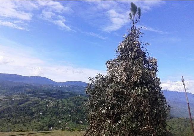 सुदूरपश्चिममा आज बूढी पोल्ने पर्वको रौनक